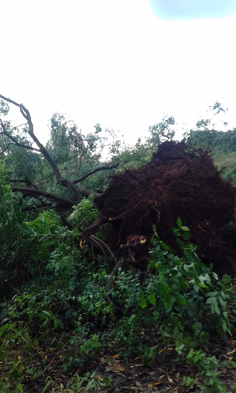 TEMPORAL CAUSA ESTRAGOS EM SÃO JOSE DO INHACORÁ